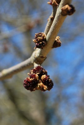 Fraxinus pensylvanica 'Aucubifolia' - jasan pensylvánský - pupeny květů